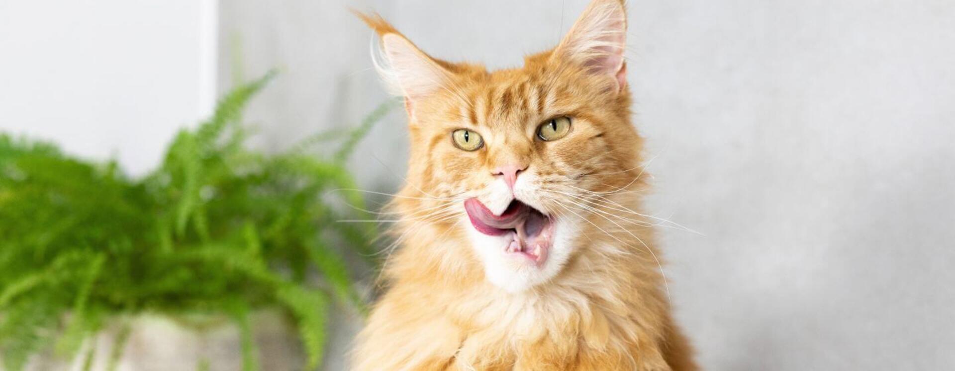 Så här får du din katt att använda kattlådan