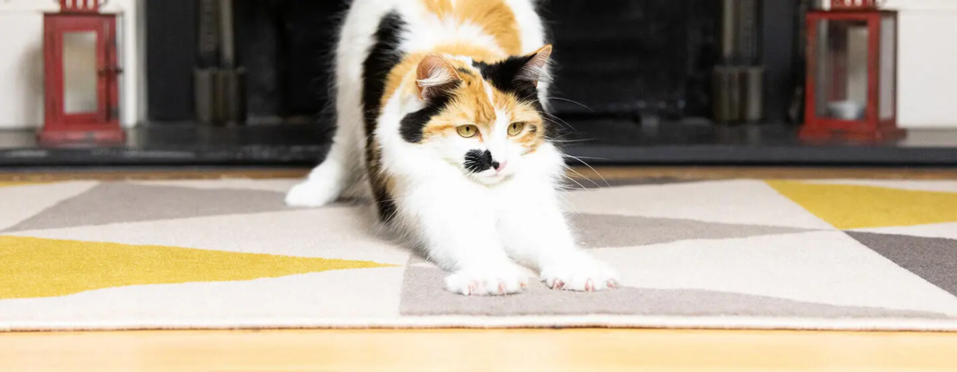 Så här får du din katt att använda kattlådan