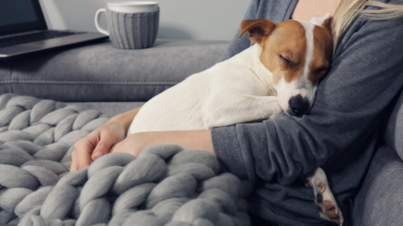 En jack russell-valp sover i sin ägares famn.