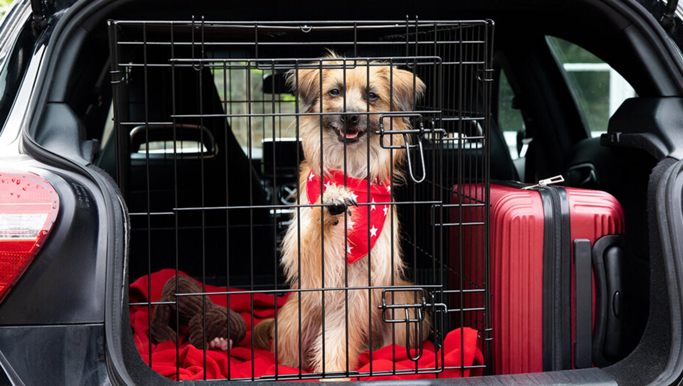 Hund i bilen