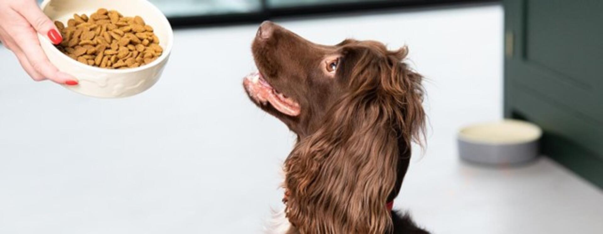 Vad ska du ge din hund