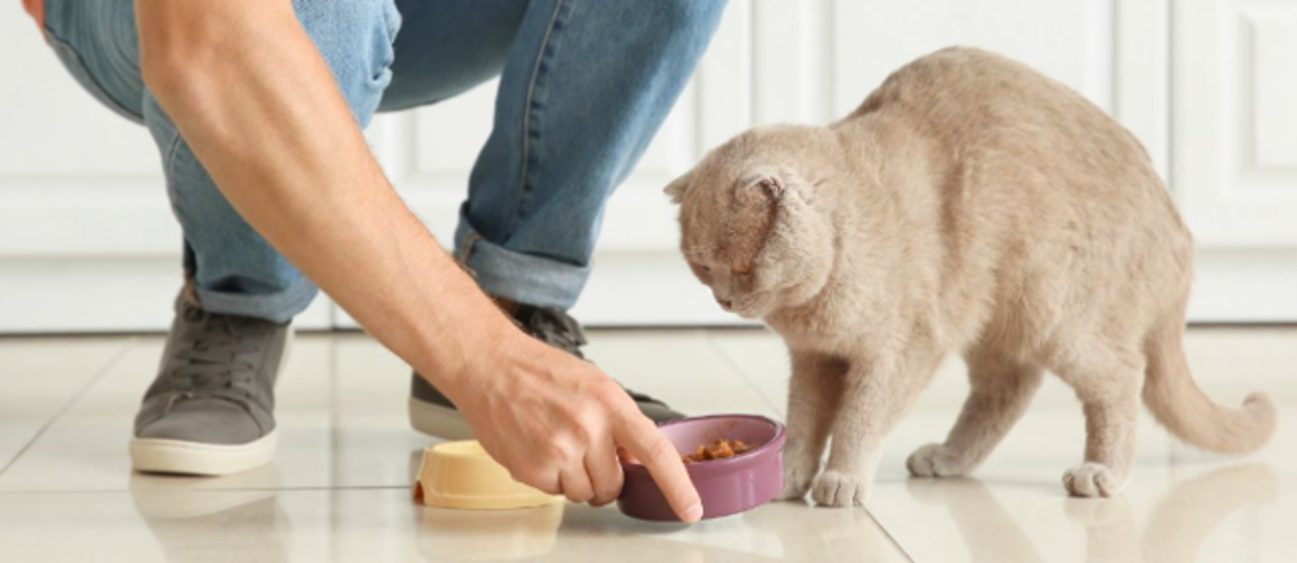 När kan probiotika göra skillnad för din katt