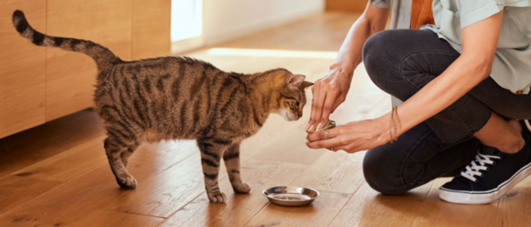 Välj det bästa för din katt