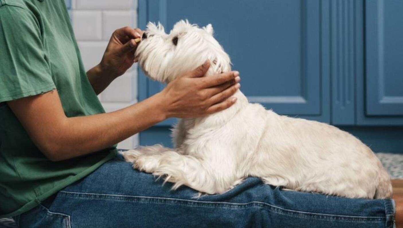 Fryst yoghurt som hundgodis