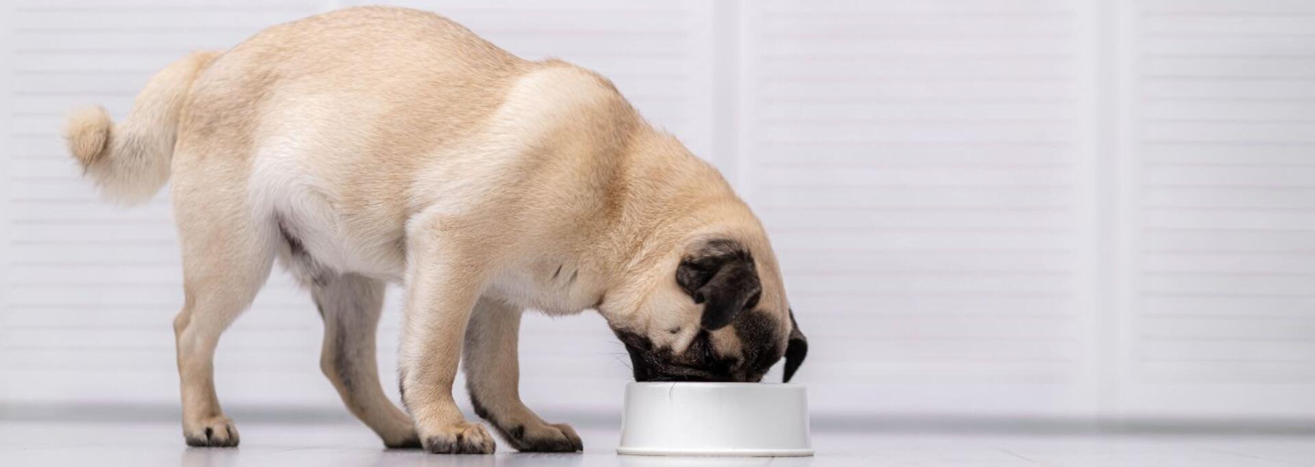 En mops som äter färskt torrfoder för små valpar hemma.