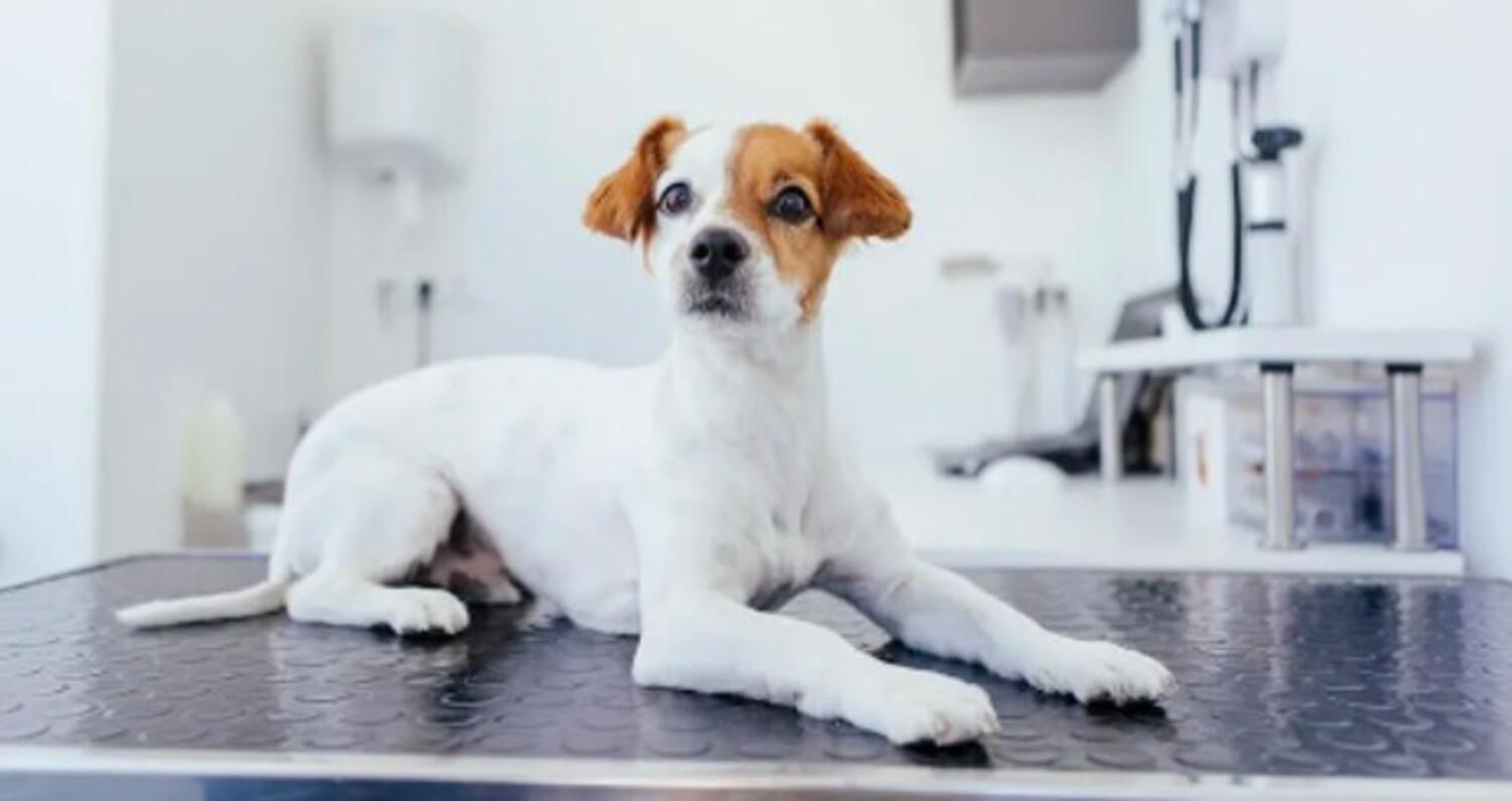 En hund på en veterinärklinik.