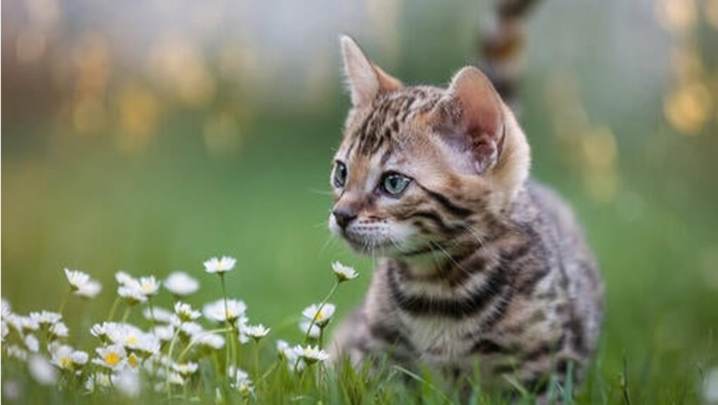 Kat och blommor