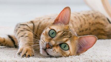 Katt med gröna ögon