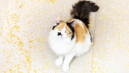 Träna din kattunge eller katt