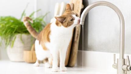 Varför dricker katten mycket vatten?
