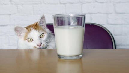 katt tittar på mjölk
