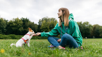 Hur man lär en hund att ge tass i 6 steg