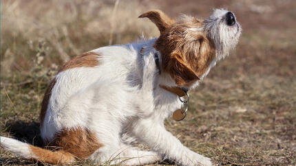 Hunden kliar sig.