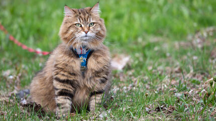Så lär du din katt att gå i koppel