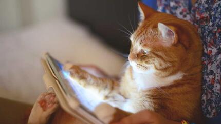 Smarta appar för dig och din katt