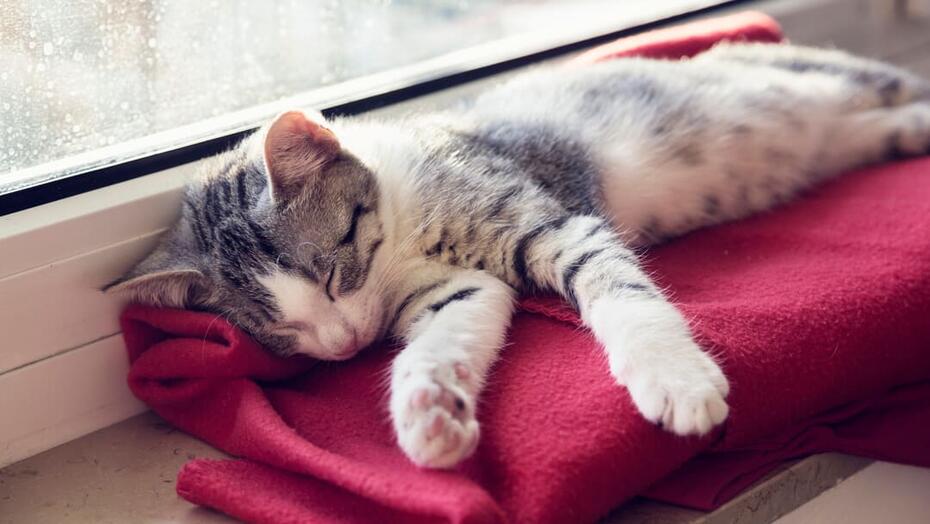 Kattunge sover på en röd filt bredvid fönstret
