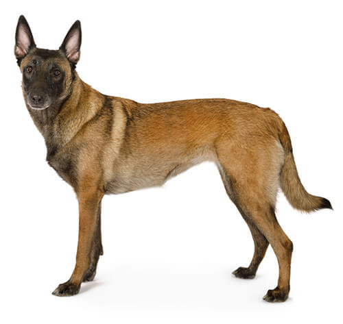 Belgisk vallhund/ Malinois