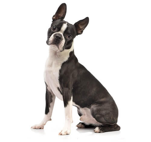 Bostonterrier