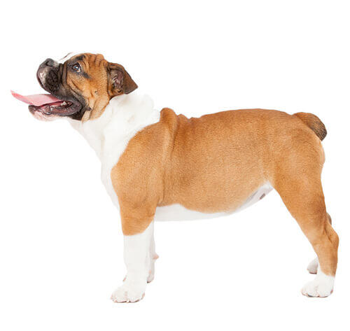 Bulldogg