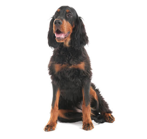 Gordonsetter