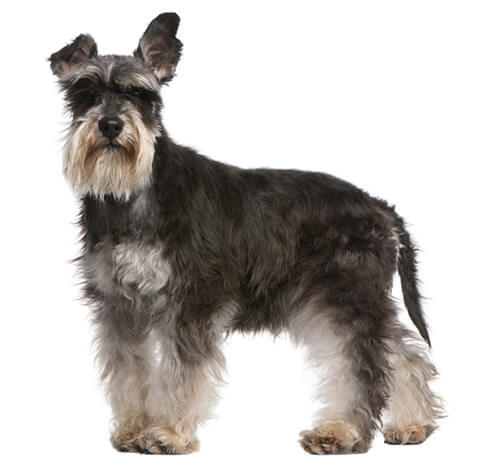 Dvärgschnauzer