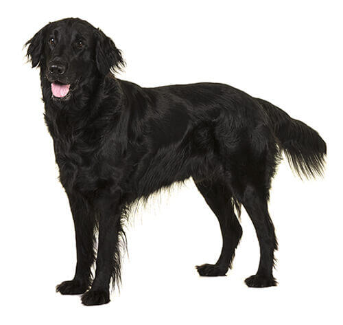 Flatcoated retriever