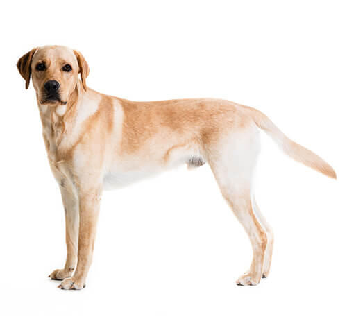 Labrador retriever