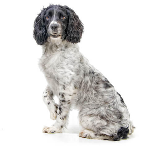 Engelsk Springer Spaniel 