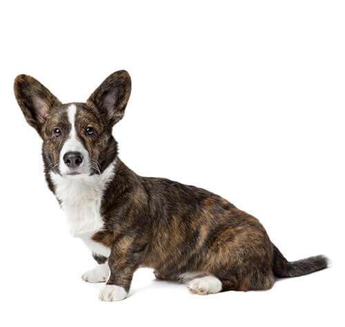 Welsh corgi (cardigan)
