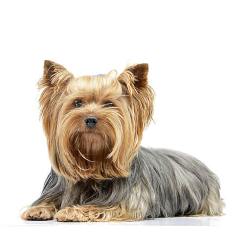 Yorkshireterrier