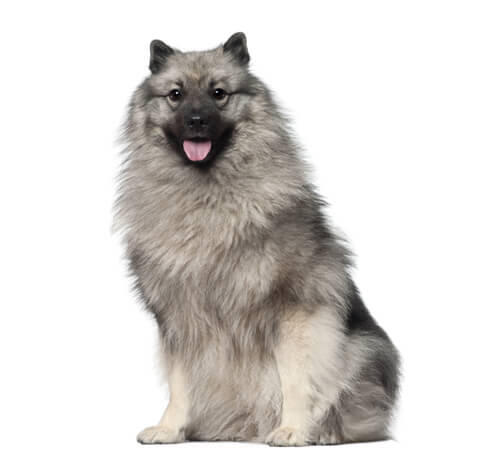 Keeshond