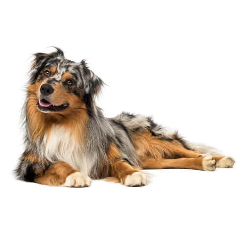 Australian shepherd