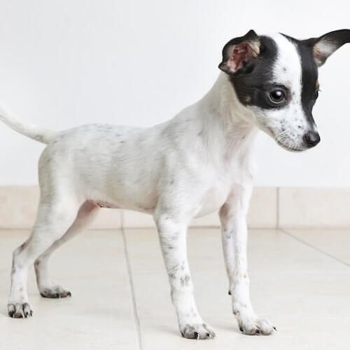 Rat terrier