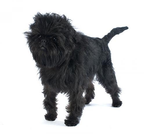 Affenpinscher