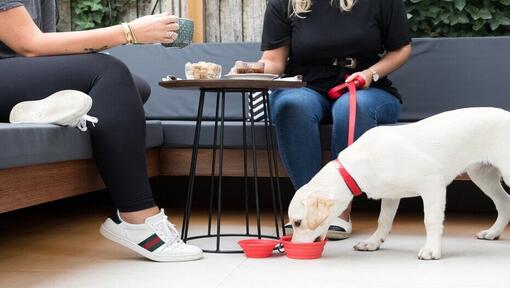 Träna en äldre hund