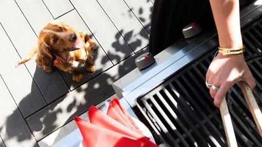 brun hund i koppel som tittar upp på ägaren