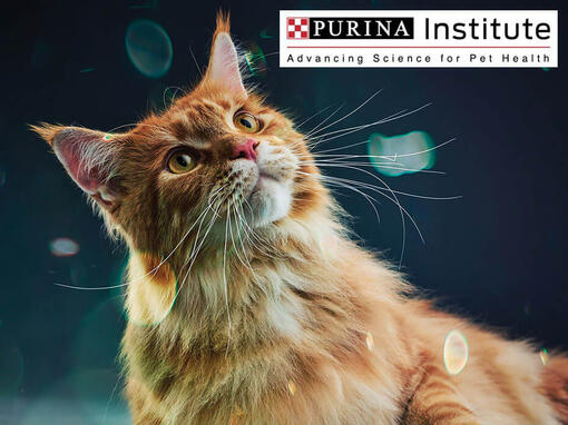 Purina Institute och innovation