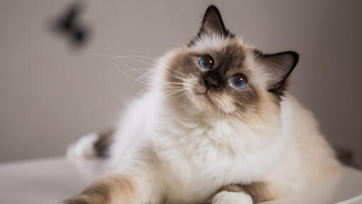 Ragdoll katt