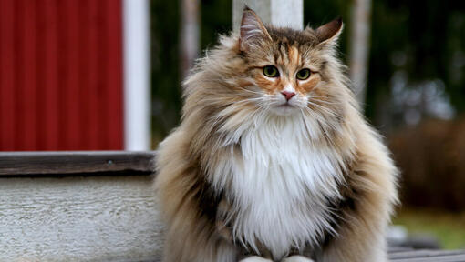 Maine coon katt