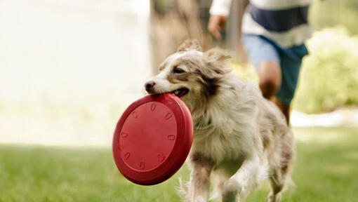 Collie springer med frisbee
