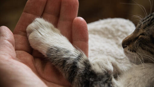 Mänsklig hand som håller en katts tass