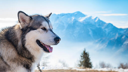 Alaskan malamute på bakgrunden av Alaska Range.