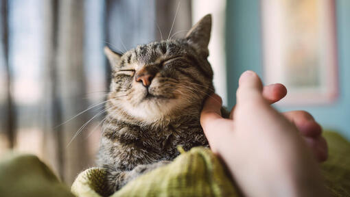 Petting kattens kind med fingret