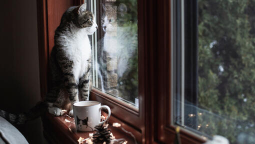 Katt sitter på fönsterbrädan och tittar utanför