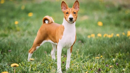 Brun basenji stående på gräs.