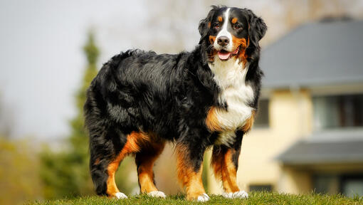 Berner sennenhund