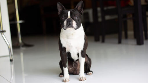 boston terrier sitter i mitten av rummet