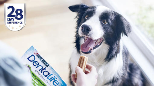 Collie waiting to be given a Dentalife stick - 28 day difference