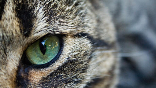 Närbild av en katts gröna öga