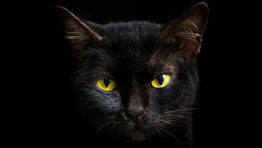 Närbild av en svart katt med gula ögon